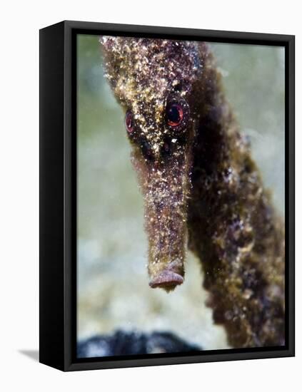 Longsnout Seahorse (Hippocampus Reidi), Uncommon to Caribbean, St Lucia, West Indies-Lisa Collins-Framed Premier Image Canvas