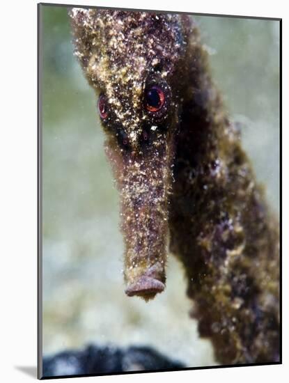 Longsnout Seahorse (Hippocampus Reidi), Uncommon to Caribbean, St Lucia, West Indies-Lisa Collins-Mounted Photographic Print