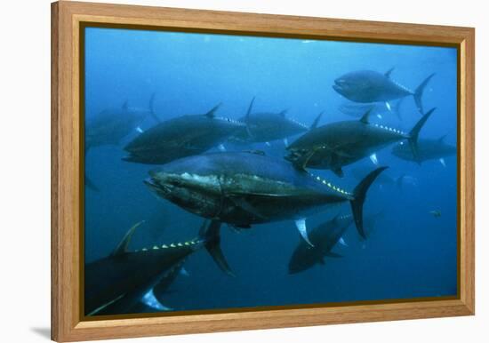 Longtail Tuna Fish-Peter Scoones-Framed Premier Image Canvas