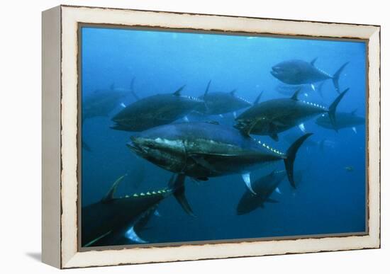 Longtail Tuna Fish-Peter Scoones-Framed Premier Image Canvas