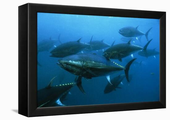 Longtail Tuna Fish-Peter Scoones-Framed Premier Image Canvas