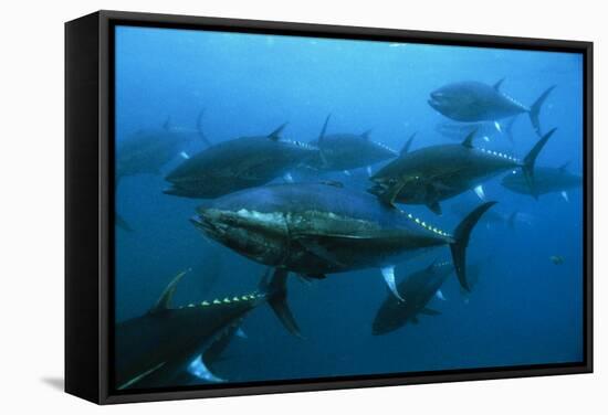 Longtail Tuna Fish-Peter Scoones-Framed Premier Image Canvas