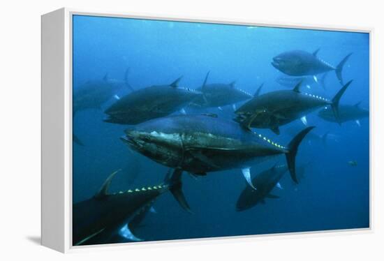 Longtail Tuna Fish-Peter Scoones-Framed Premier Image Canvas