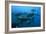 Longtail Tuna Fish-Peter Scoones-Framed Photographic Print