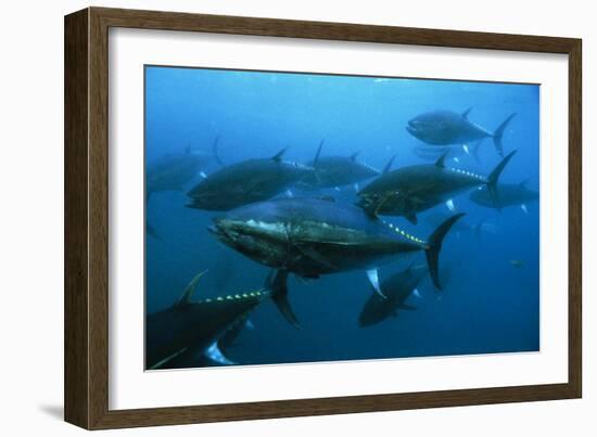 Longtail Tuna Fish-Peter Scoones-Framed Photographic Print