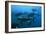 Longtail Tuna Fish-Peter Scoones-Framed Photographic Print