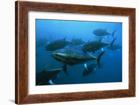 Longtail Tuna Fish-Peter Scoones-Framed Photographic Print