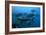 Longtail Tuna Fish-Peter Scoones-Framed Photographic Print