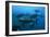 Longtail Tuna Fish-Peter Scoones-Framed Photographic Print