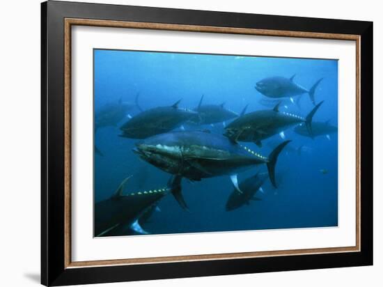 Longtail Tuna Fish-Peter Scoones-Framed Photographic Print