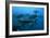 Longtail Tuna Fish-Peter Scoones-Framed Photographic Print