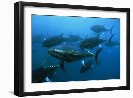 Longtail Tuna Fish-Peter Scoones-Framed Photographic Print