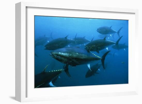 Longtail Tuna Fish-Peter Scoones-Framed Photographic Print