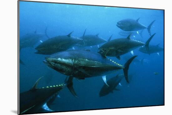 Longtail Tuna Fish-Peter Scoones-Mounted Photographic Print