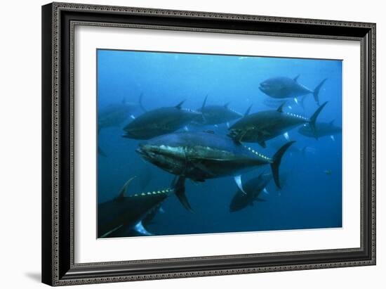 Longtail Tuna Fish-Peter Scoones-Framed Photographic Print