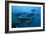 Longtail Tuna Fish-Peter Scoones-Framed Photographic Print