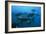 Longtail Tuna Fish-Peter Scoones-Framed Photographic Print