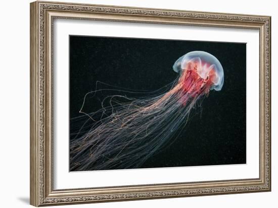 Longtail-Alexander Semenov-Framed Giclee Print