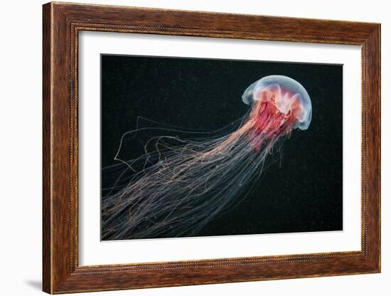 Longtail-Alexander Semenov-Framed Giclee Print