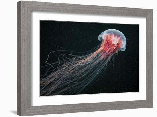 Longtail-Alexander Semenov-Framed Giclee Print