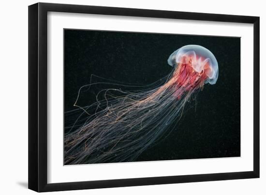 Longtail-Alexander Semenov-Framed Giclee Print