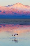 Flamingo, Pink Sunset above Atacama Desert-longtaildog-Framed Premier Image Canvas