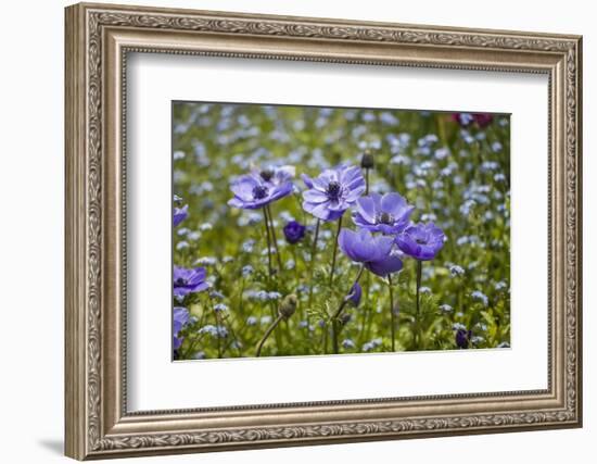 Longwood Garden Spring-Richard T. Nowitz-Framed Photographic Print