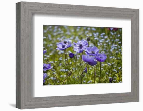 Longwood Garden Spring-Richard T. Nowitz-Framed Photographic Print