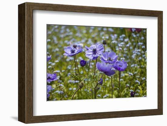 Longwood Garden Spring-Richard T. Nowitz-Framed Photographic Print