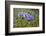 Longwood Garden Spring-Richard T. Nowitz-Framed Photographic Print