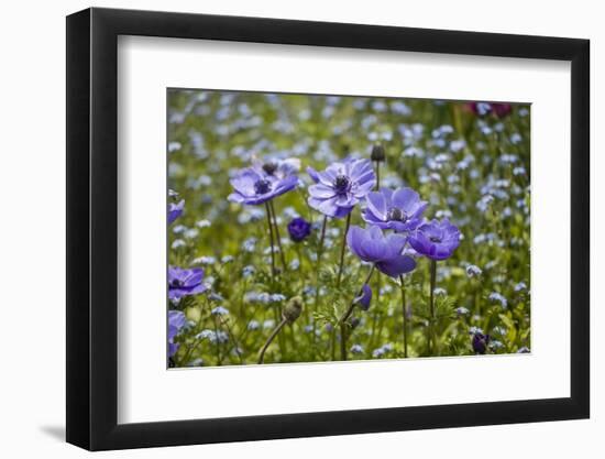 Longwood Garden Spring-Richard T. Nowitz-Framed Photographic Print