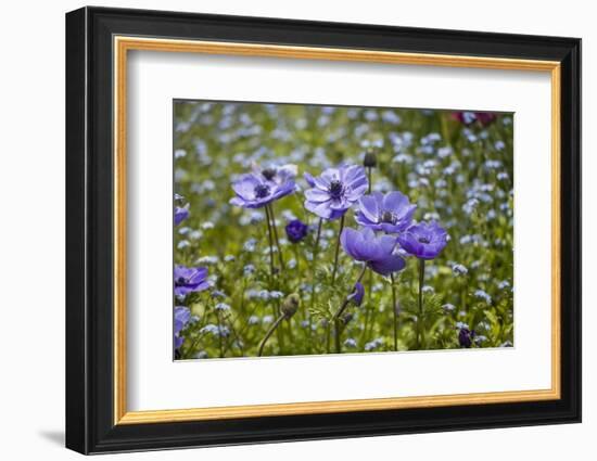 Longwood Garden Spring-Richard T. Nowitz-Framed Photographic Print