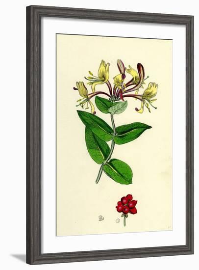 Lonicera Periclymenum Common Woodbine-null-Framed Giclee Print