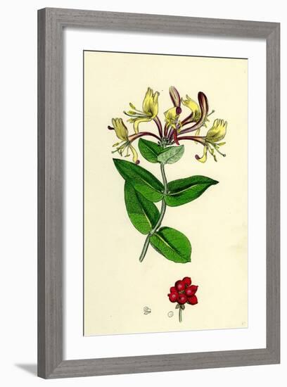 Lonicera Periclymenum Common Woodbine-null-Framed Giclee Print