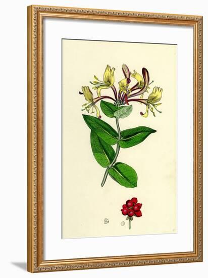 Lonicera Periclymenum Common Woodbine-null-Framed Giclee Print