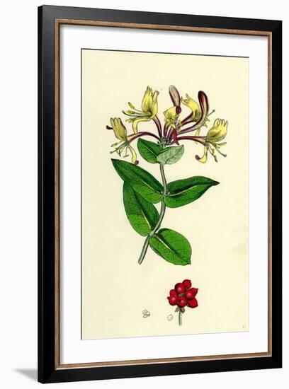 Lonicera Periclymenum Common Woodbine-null-Framed Giclee Print