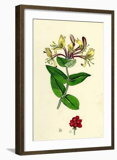 Lonicera Periclymenum Common Woodbine-null-Framed Giclee Print