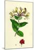 Lonicera Periclymenum Common Woodbine-null-Mounted Giclee Print