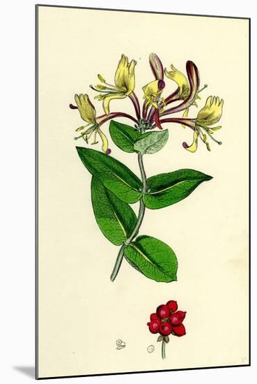 Lonicera Periclymenum Common Woodbine-null-Mounted Giclee Print