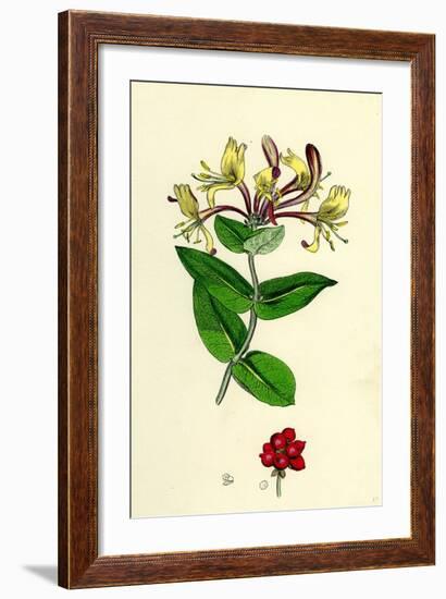 Lonicera Periclymenum Common Woodbine-null-Framed Giclee Print