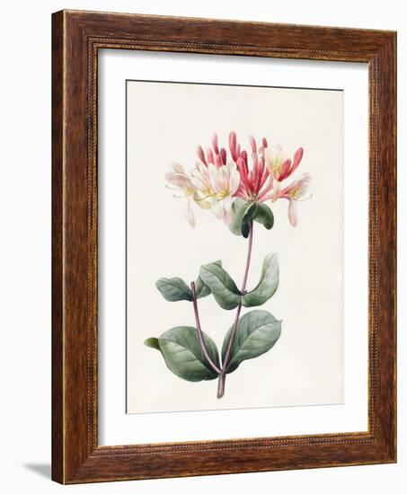 Lonicera Periclymenum (Honeysuckle) 1830-Louise D'Orleans-Framed Giclee Print