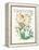 Lonicera Periclymenum-Walter Crane-Framed Stretched Canvas