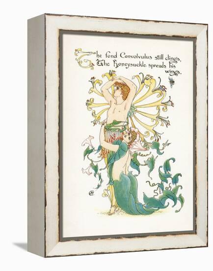 Lonicera Periclymenum-Walter Crane-Framed Stretched Canvas