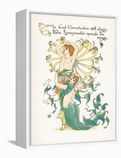 Lonicera Periclymenum-Walter Crane-Framed Stretched Canvas