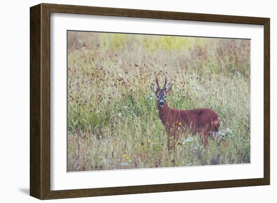 Look Ahead-Matt Roseveare-Framed Giclee Print