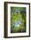 Look in fresh green leaves with sun, Roussillon, Provence, Vaucluse, France-Raimund Linke-Framed Photographic Print