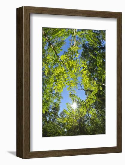 Look in fresh green leaves with sun, Roussillon, Provence, Vaucluse, France-Raimund Linke-Framed Photographic Print
