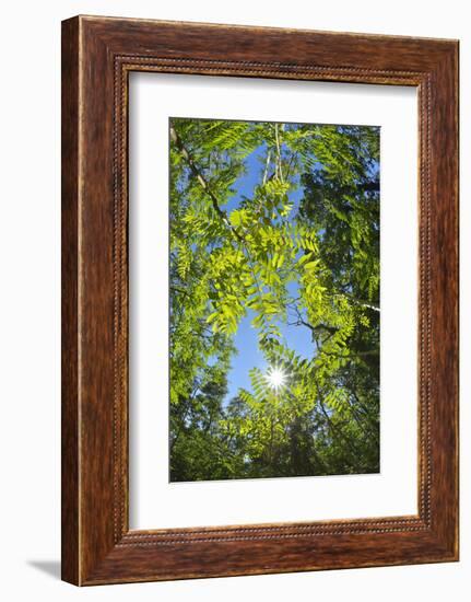 Look in fresh green leaves with sun, Roussillon, Provence, Vaucluse, France-Raimund Linke-Framed Photographic Print