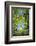 Look in fresh green leaves with sun, Roussillon, Provence, Vaucluse, France-Raimund Linke-Framed Photographic Print