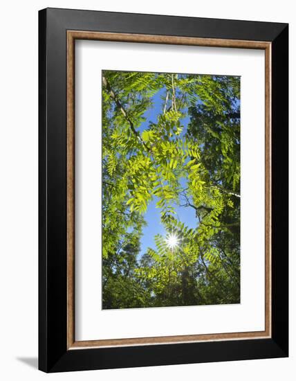 Look in fresh green leaves with sun, Roussillon, Provence, Vaucluse, France-Raimund Linke-Framed Photographic Print